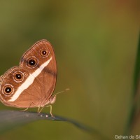 Orsotriaena medus Fabricius, 1775